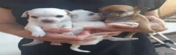 Chihuahua perros en venta: CHIHUAHUAS TOYS EXCLUSIVOS  - Anuncio 3