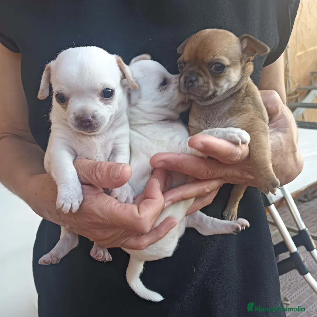Chihuahua perros en venta: CHIHUAHUAS TOYS EXCLUSIVOS  - Anuncio 3