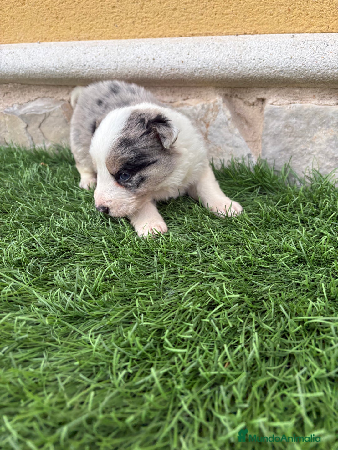 Border Collie perros en venta: Border Collie macho Merle precioso - Anuncio 18
