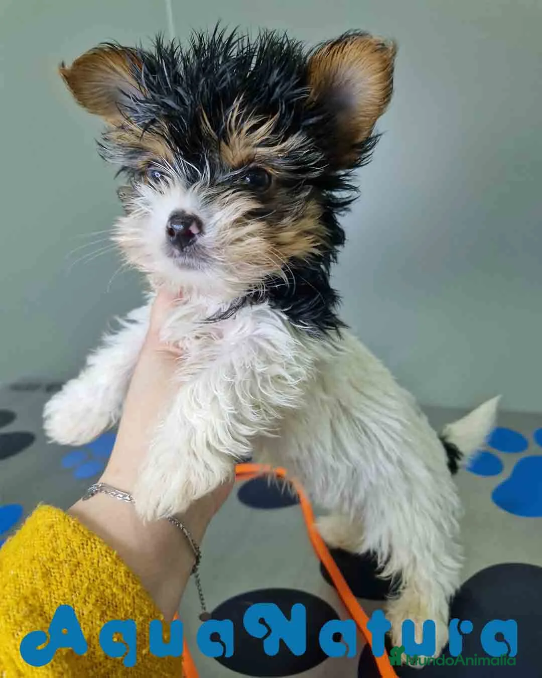 Biewer Yorkshire Terrier a la Pom Pon perros en venta: Yorkshire Biewer Macho CJMM 1318 AQUANATURA - Anuncio 11