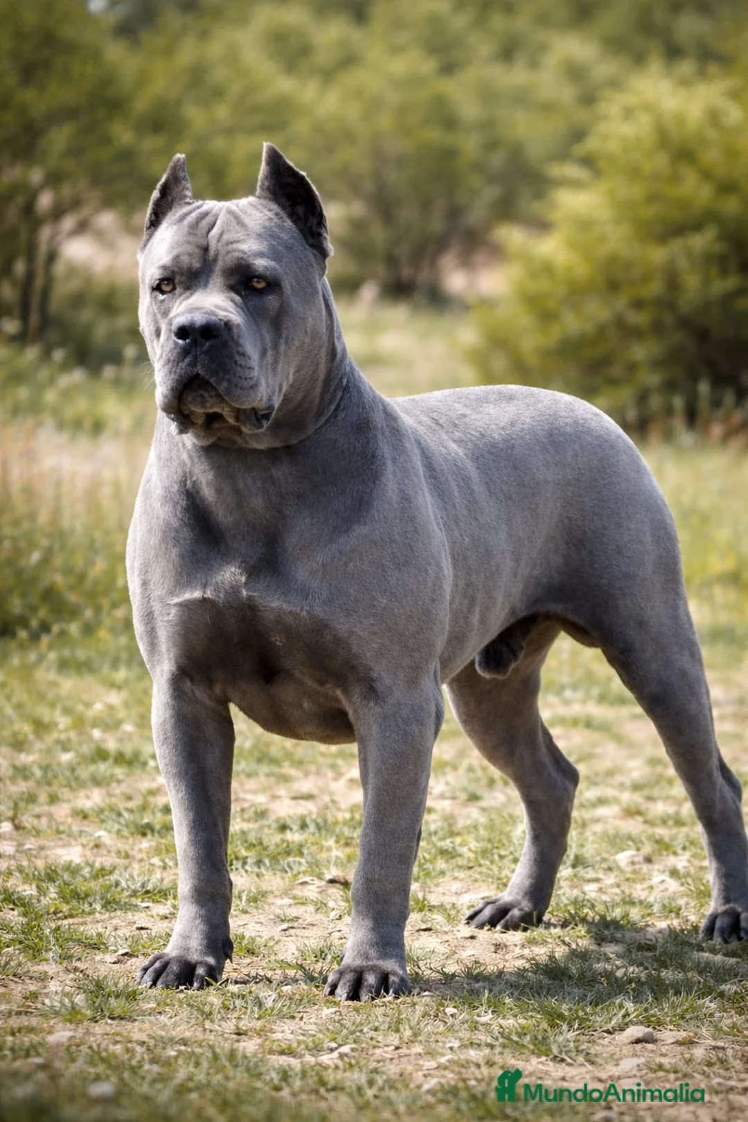 Cane Corso perros para monta: Cane Corso macho color gris disponible para monta - Anuncio 3