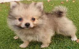 Pomerania perros en venta: Pomerania Cachorros Mini - Imagen 5