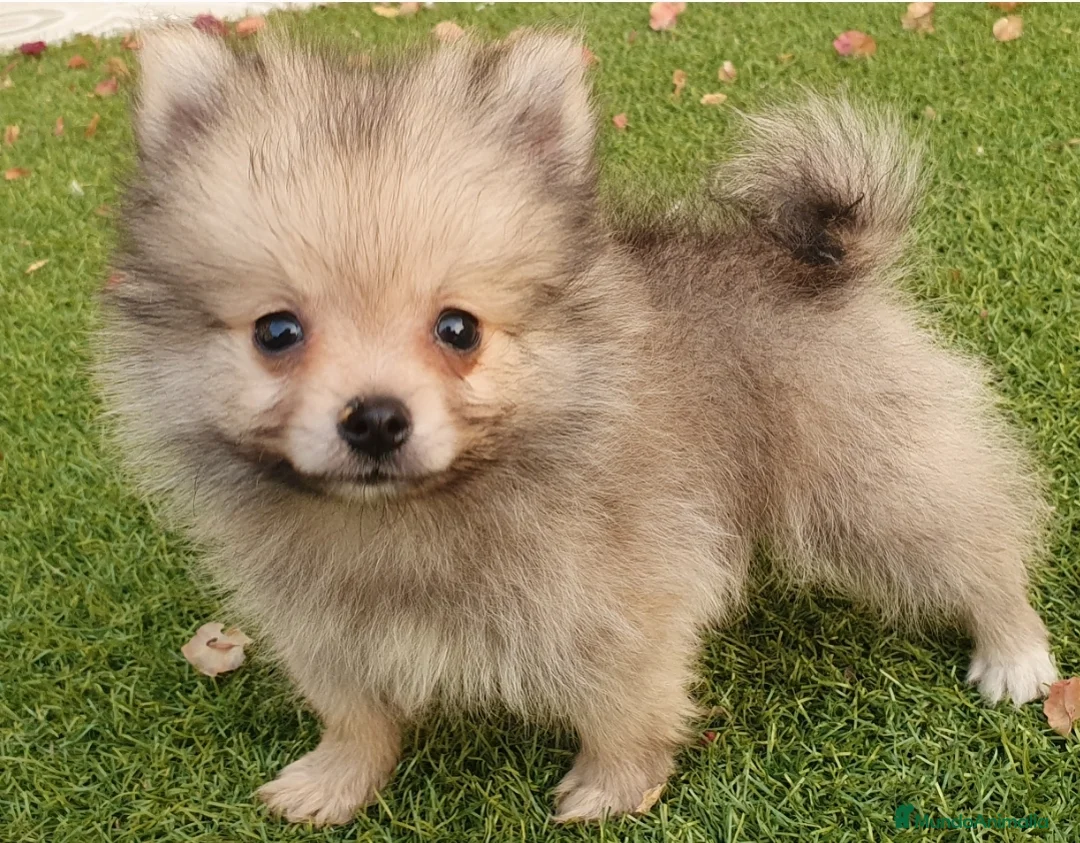 Pomerania perros en venta: Pomerania Cachorros Mini - Anuncio 5
