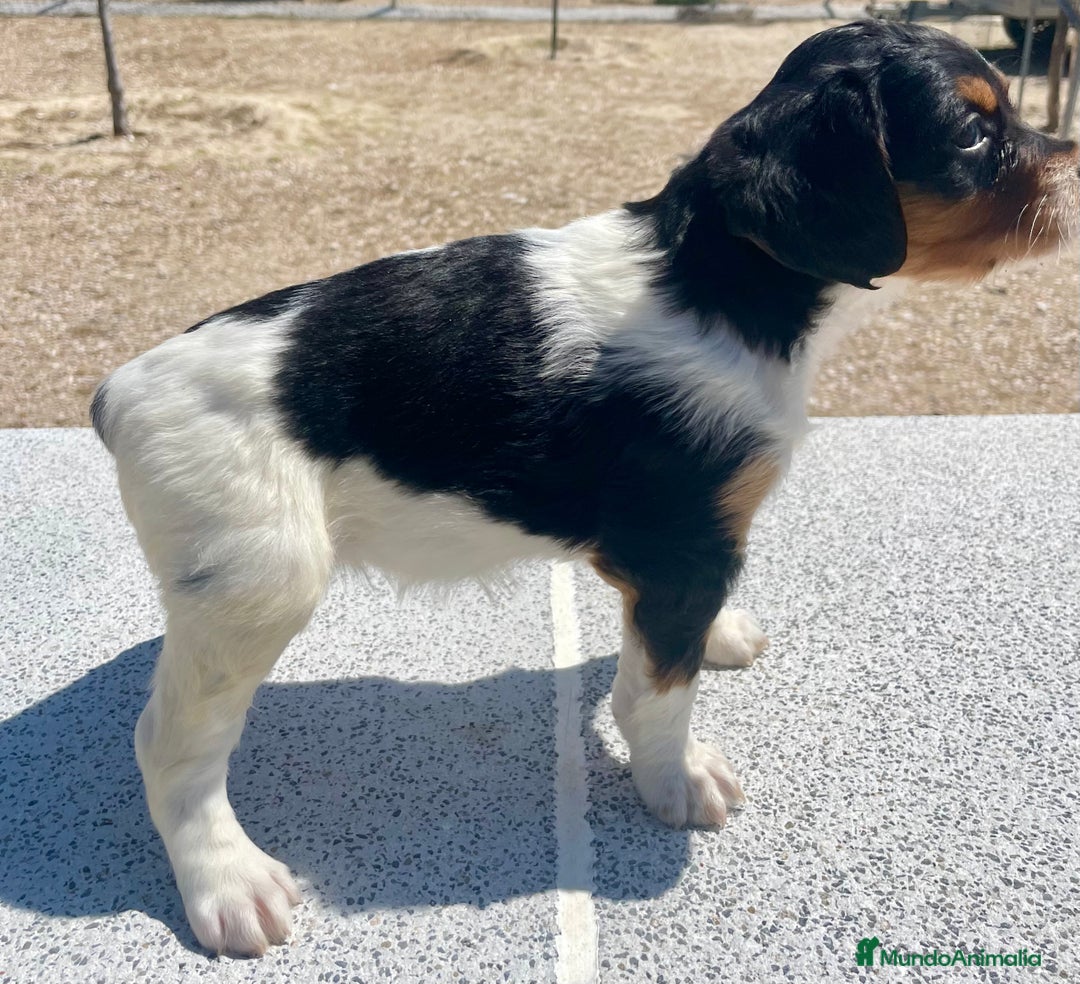 Épagneul Breton perros en venta: Epagneul Bretón  en Guadalajara - Imagen 2