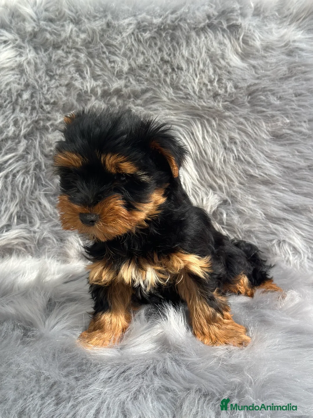 Yorkshire Terrier perros en venta: YORCSHIRE TERRIER MACHO DISPONIBLE en Barcelona - Anuncio 2