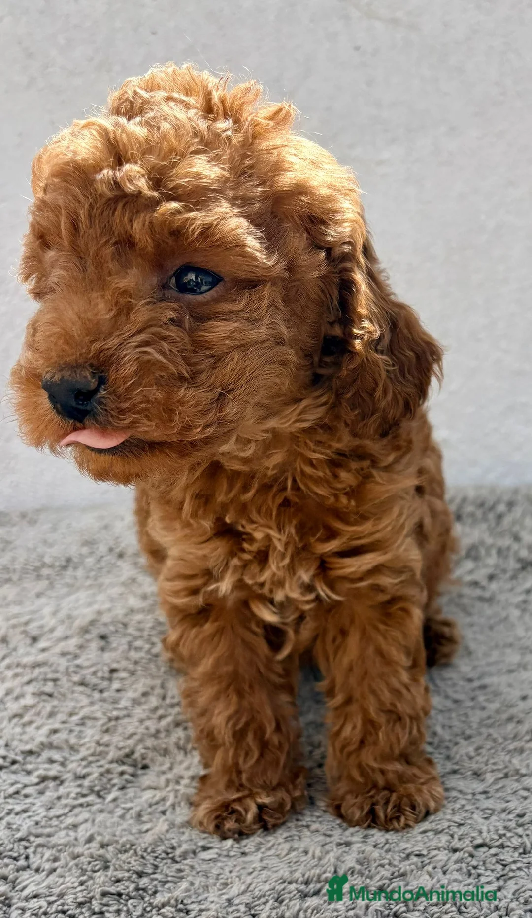 Caniche Toy perros en venta: Caniche Toy Macho  en Alicante - Anuncio 2