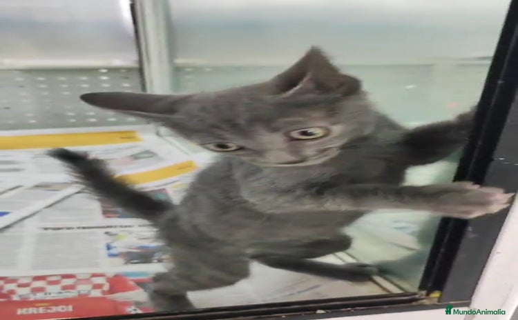 Cartujo gatos - Anuncio 2