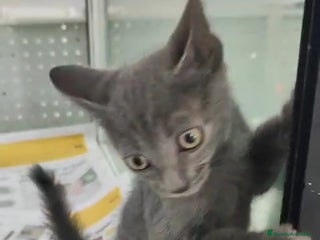Cartujo gatos - Anuncio 13