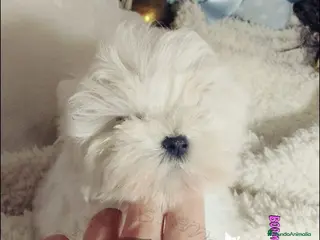 Bichón Maltés perros ‼️‼️PRECIOSA CAMADA DE BICHÓN MALTES COREANO TOY - Anuncio 2
