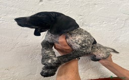 Braco Alemán de Pelo Corto perros en venta: Braco Alemán Macho - Imagen 5