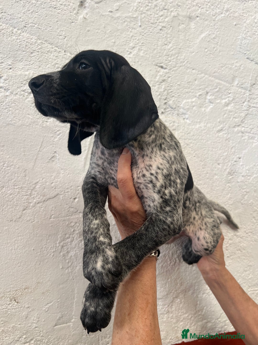 Braco Alemán de Pelo Corto perros en venta: Braco Alemán Macho - Imagen 5
