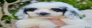 CACHORRA HEMBRA LLAMADA AIKA