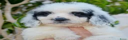 Perro de Agua Español perros en venta: Perro de agua , cachorros  - Anuncio 36