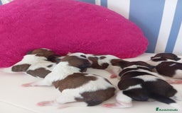 Shih Tzu perros en venta: Shizu tzu tricolor muy pequeño  - Imagen 2