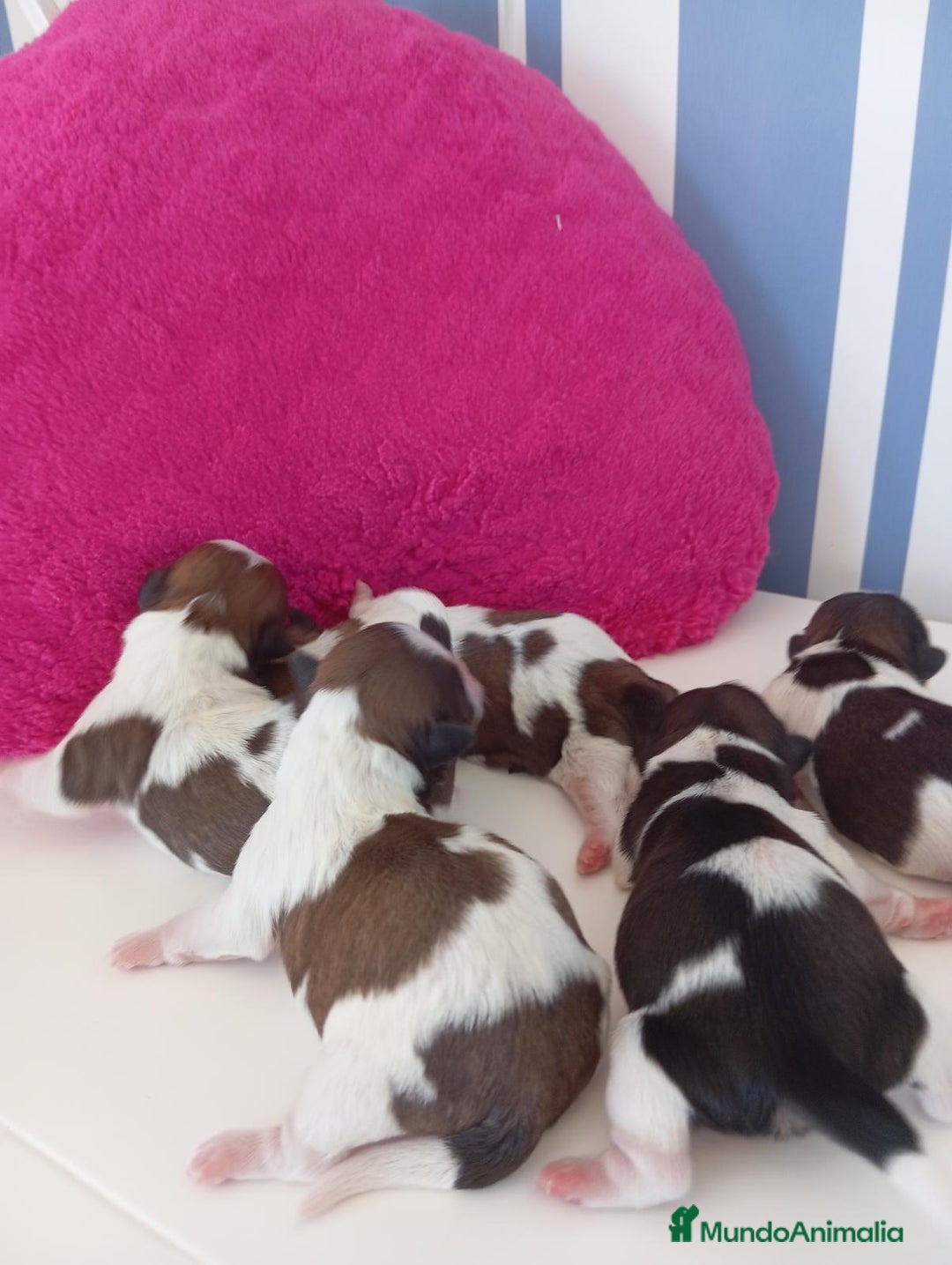 Shih Tzu perros en venta: Shizu tzu tricolor muy pequeño  - Imagen 2