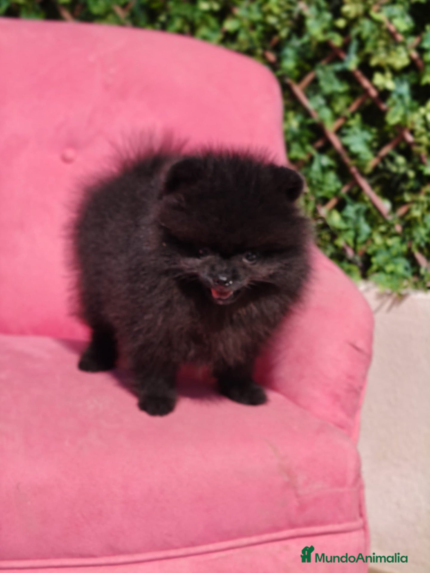 Pomerania perros Espectacular Pomerania  - Anuncio 1