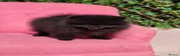 Pomerania perros en venta: Espectacular Pomerania  - Anuncio 1