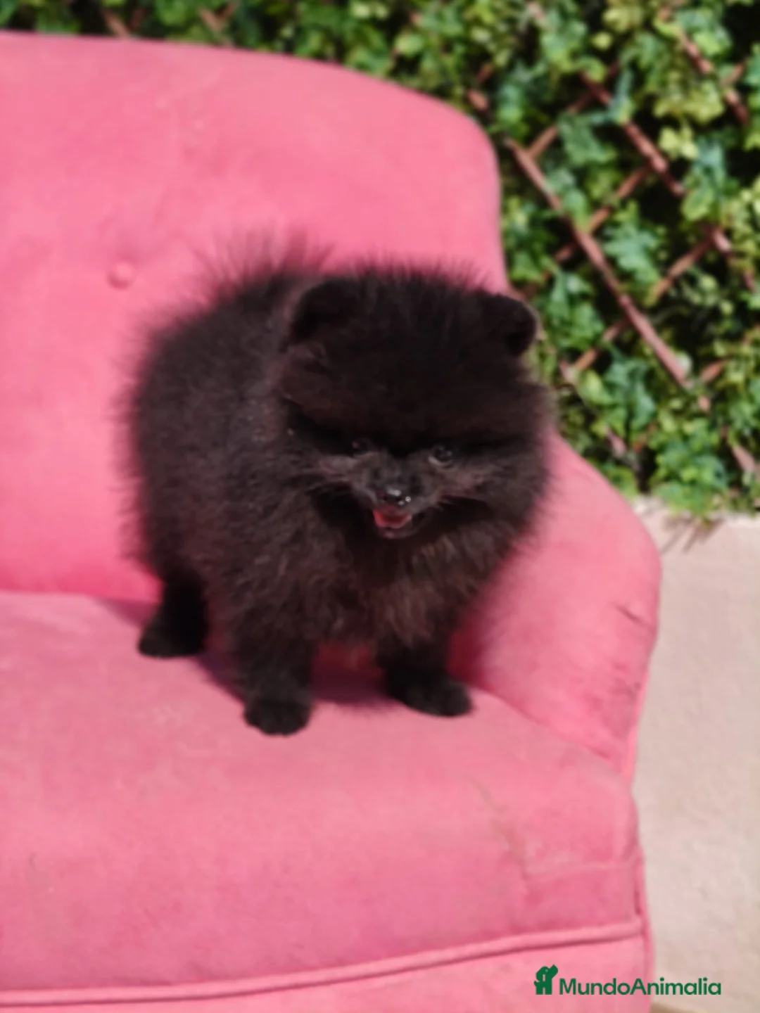 Pomerania perros en venta: Espectacular Pomerania  - Anuncio 1