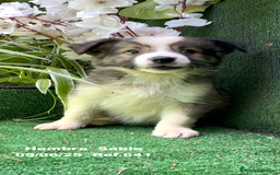 Border Collie perros en venta: BORDER COLLIE DE VILLA BIZNAGA - Imagen 10