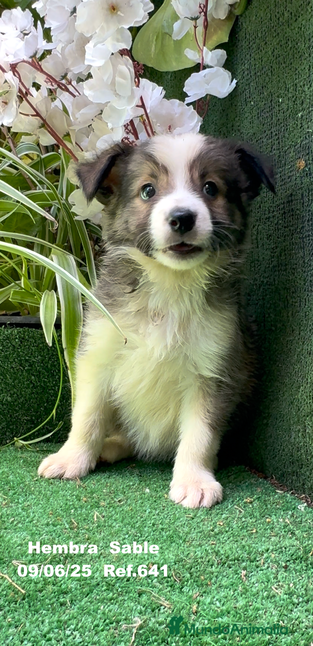 Border Collie perros en venta: BORDER COLLIE DE VILLA BIZNAGA - Imagen 10