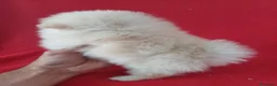Pomerania perros en venta: Pomerania Mini  - Anuncio 3