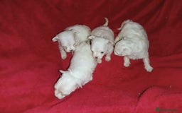 Bichón Maltés perros en venta: PRECIOSAS HEMBRITAS DE BICHÓN MALTÉS  - Imagen 2