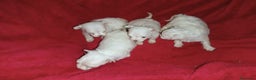 Bichón Maltés perros en venta: PRECIOSAS HEMBRITAS DE BICHÓN MALTÉS  - Anuncio 6