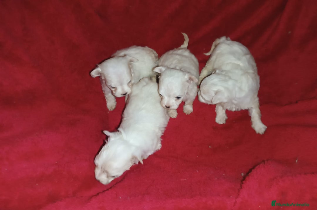 Bichón Maltés perros en venta: PRECIOSAS HEMBRITAS DE BICHÓN MALTÉS  - Imagen 2