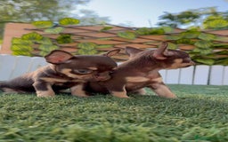 Chihuahua perros en venta: CHIHUAHUA CHOCOLATE & TAN - Imagen 24