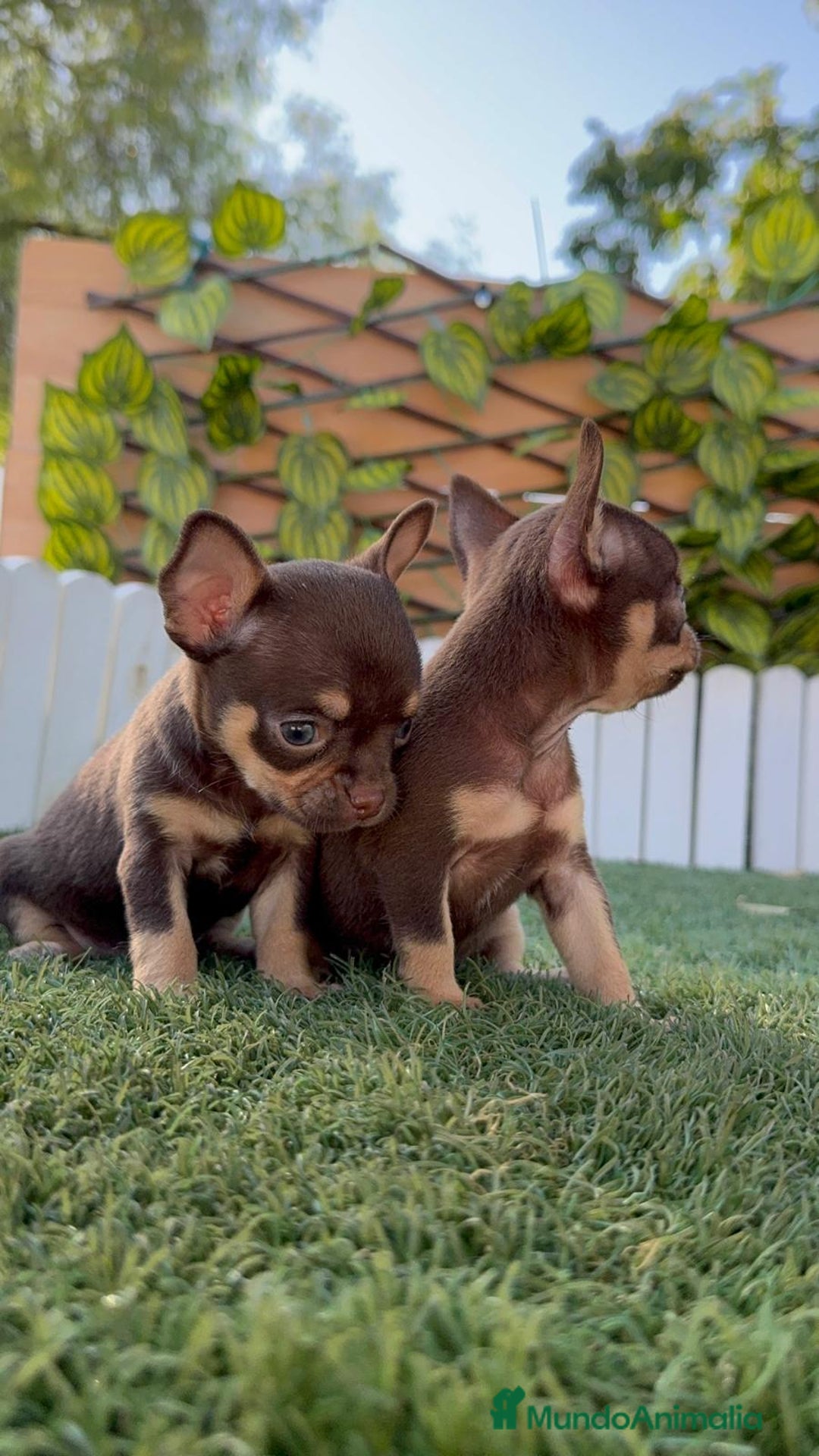 Chihuahua perros en venta: CHIHUAHUA CHOCOLATE & TAN - Imagen 24