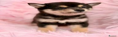 Shiba Inu 3