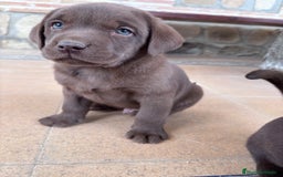 Labrador Retriever perros en venta: Labrador RETRIEVER chocolate - Anuncio 2