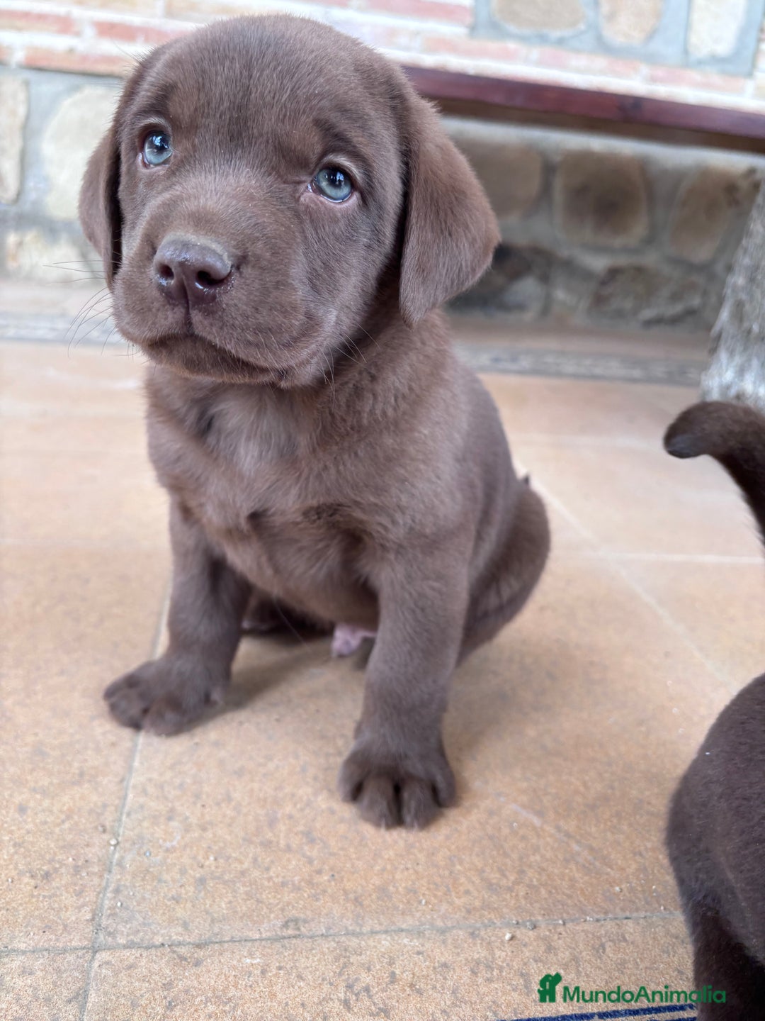 Labrador Retriever perros en venta: Labrador RETRIEVER chocolate - Anuncio 2
