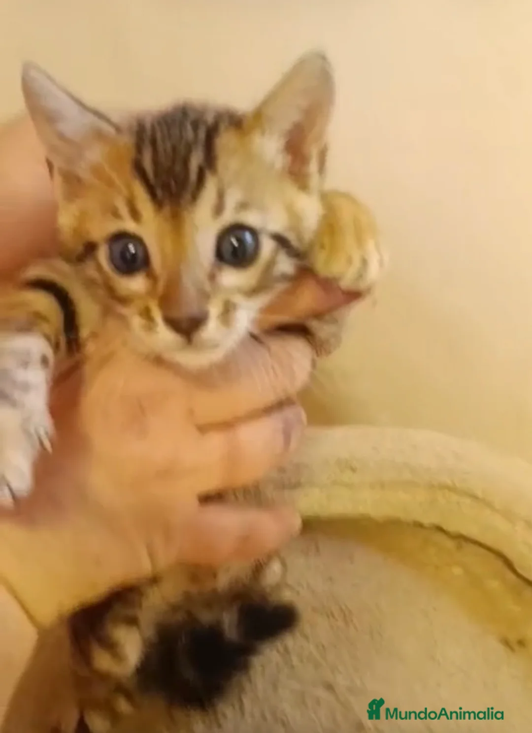 Bengalí gatos en venta: GATITO BENGALI - Anuncio 1