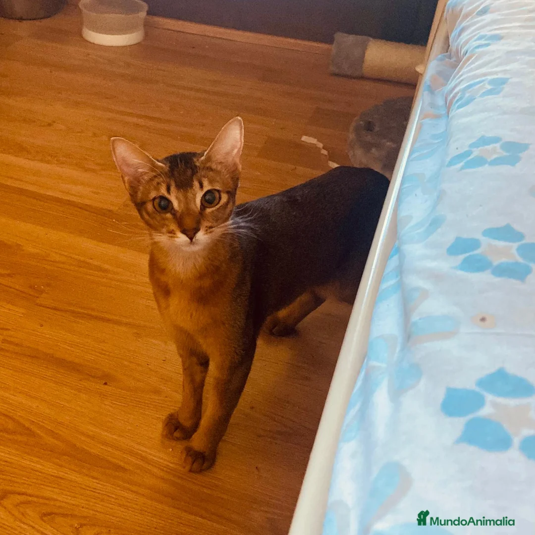 Abisinio gatos en venta:  Abisinio Hembra de Santa 4178 - AQUANATURA en Barcelona - Anuncio 5