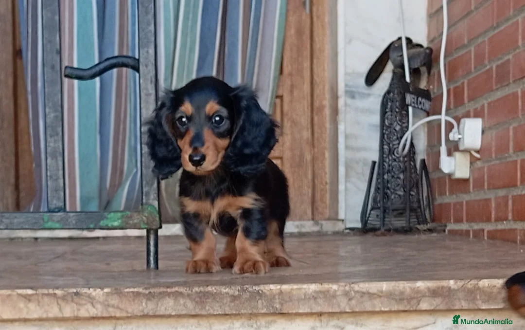 Teckel perros en venta: Teckel pelo largo espectaculares - Anuncio 2