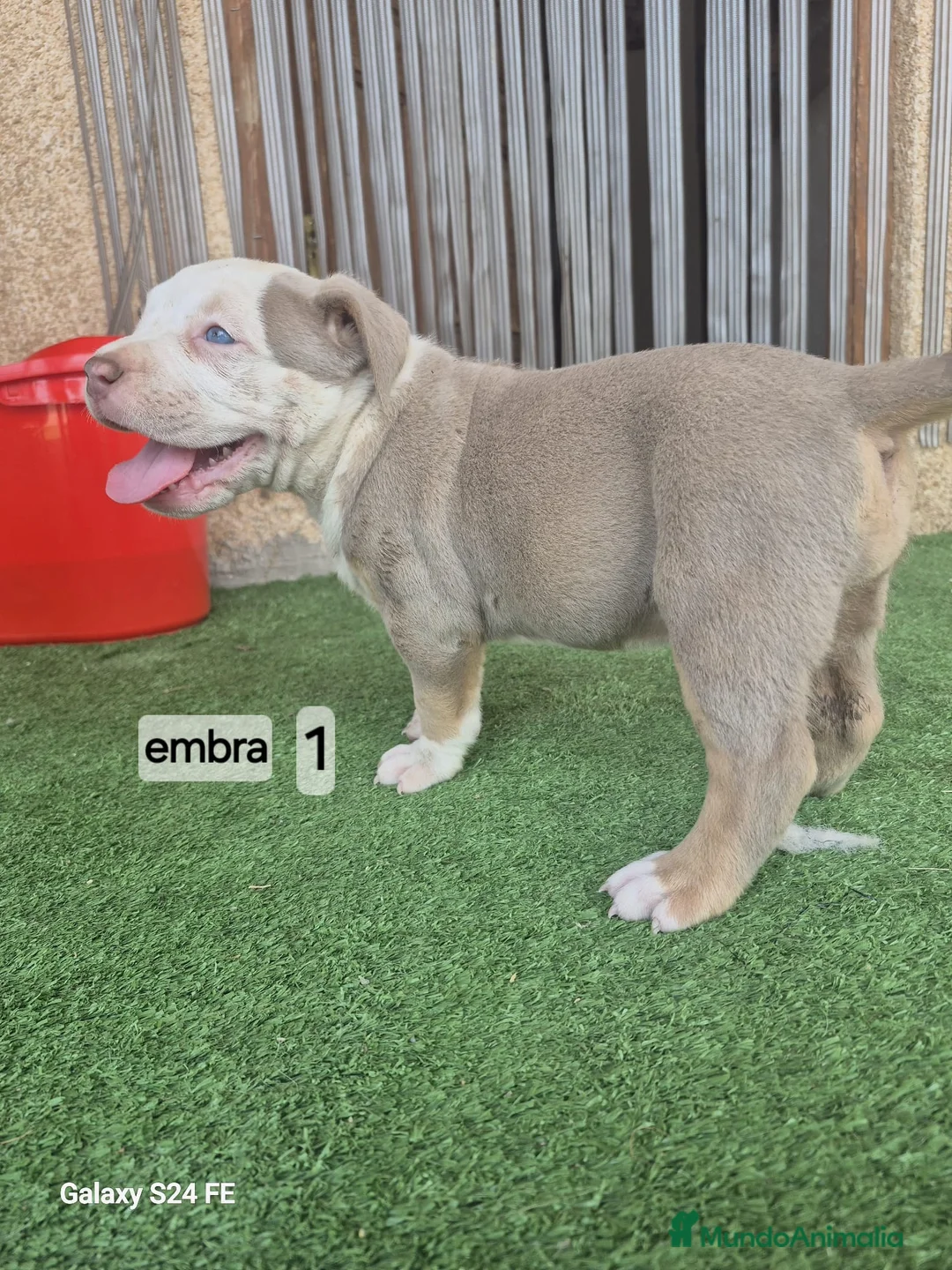 American Bully perros en venta: American bully  - Anuncio 5