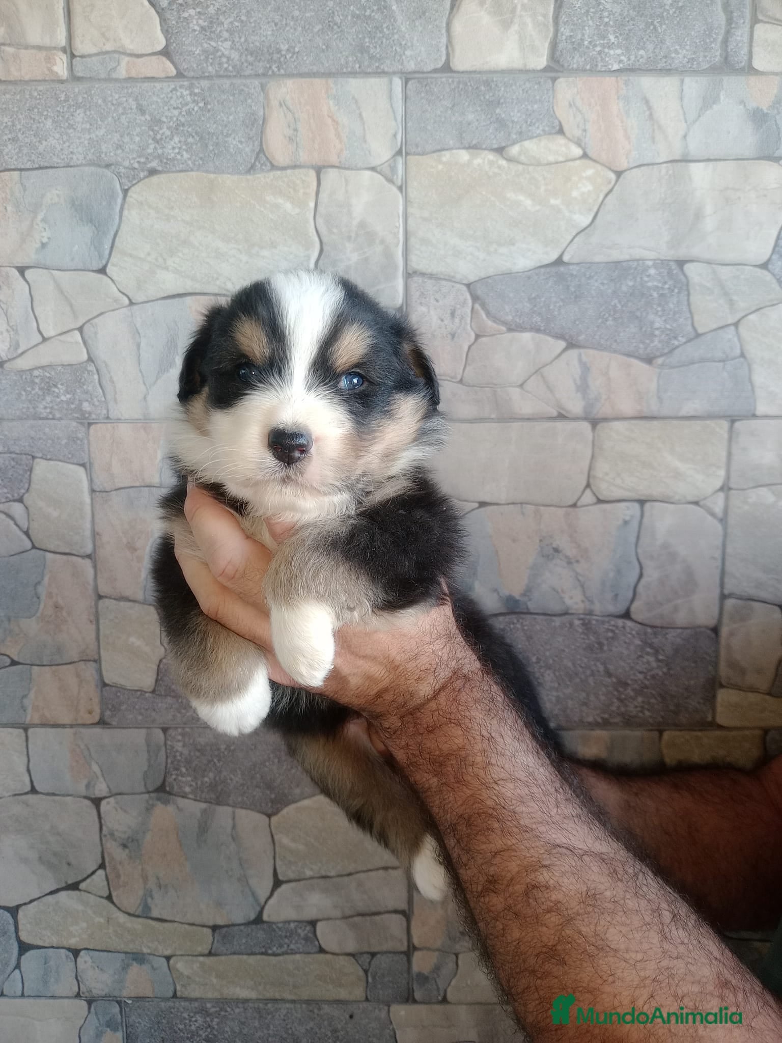 Pastor Australiano perros Ultimo macho de la camada - Anuncio 1