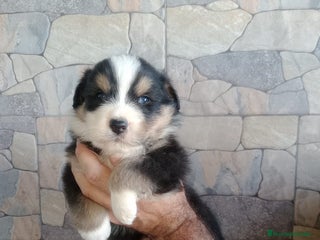 Pastor Australiano perros Ultimo macho de la camada - Anuncio 1