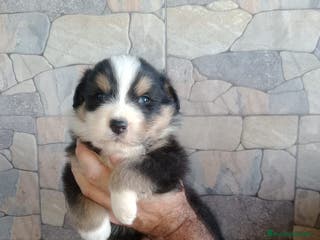 Pastor Australiano perros Ultimo macho de la camada - Anuncio 12