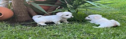 Bichón Maltés perros en venta: Bichon maltés  en Cáceres - Anuncio 5