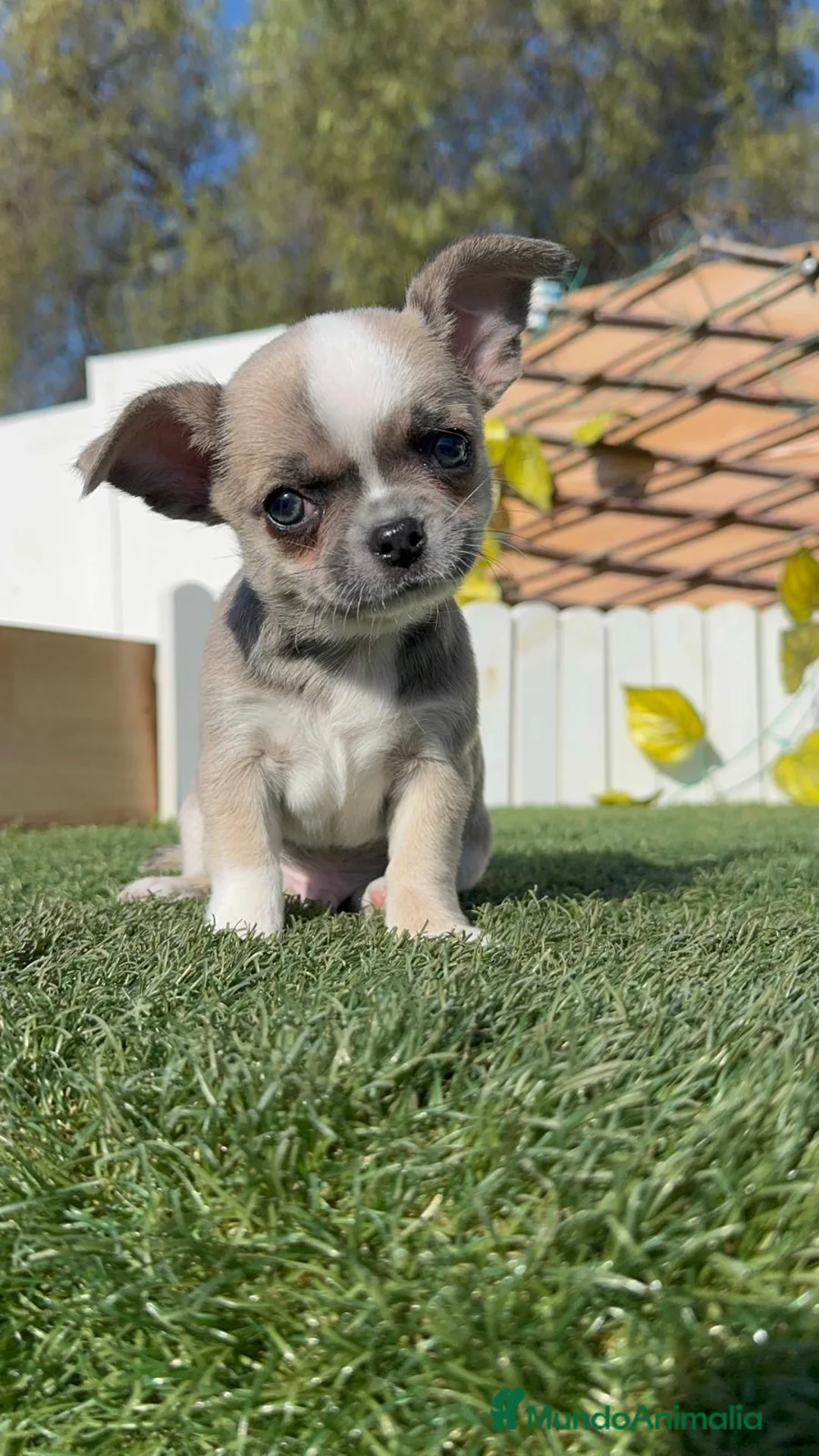 Chihuahua perros en venta: CHIHUAHUA  - Anuncio 2