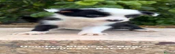 Border Collie perros en venta: BORDER COLLIE DE VILLA BIZNAGA - Anuncio 23