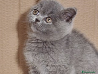 Británico de Pelo Corto Azul gatos British Shorthair, último machito - Anuncio 22