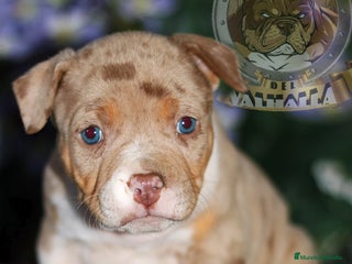 American Bully perros en Sevilla - Anuncio 37