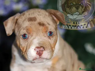 American Bully perros AMERICAN BULLY ( OFERTA EN ALGUNAS UNIDADES ) - Anuncio 1