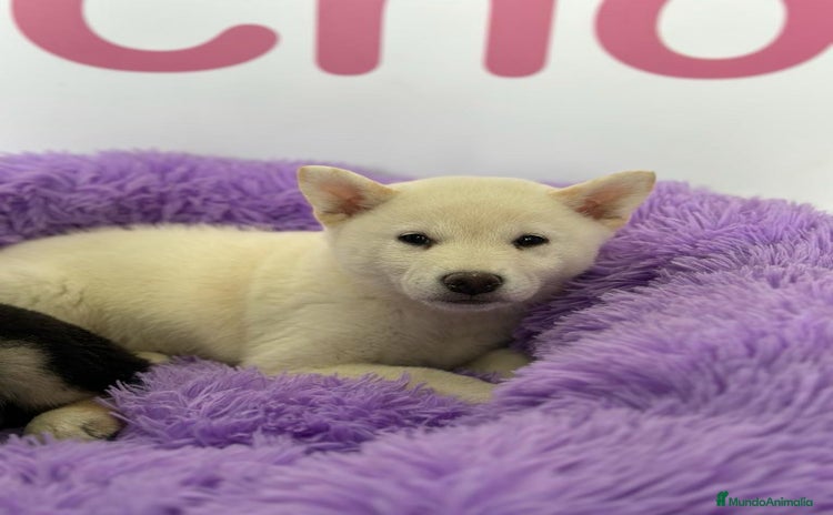 Shiba Inu perros - Propaganda 2