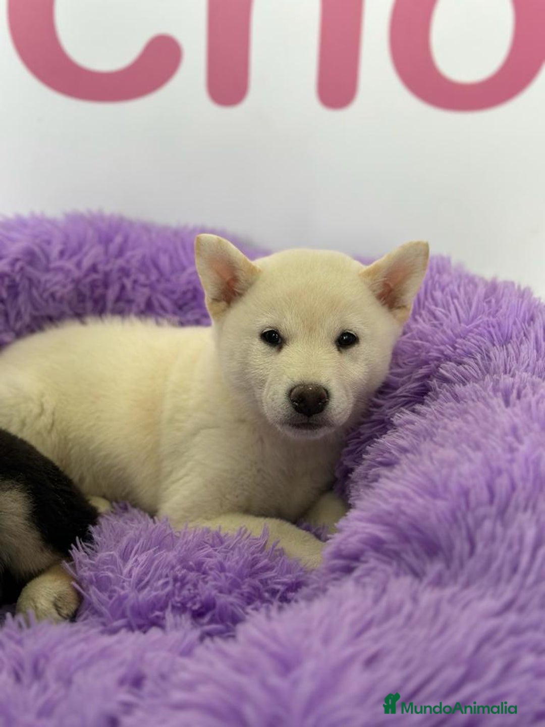 Shiba Inu perros en venta: SHIBA INU - Imagen 1