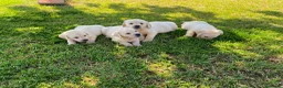 Labrador Retriever perros en venta: Labrador Retrieve - Anuncio 4