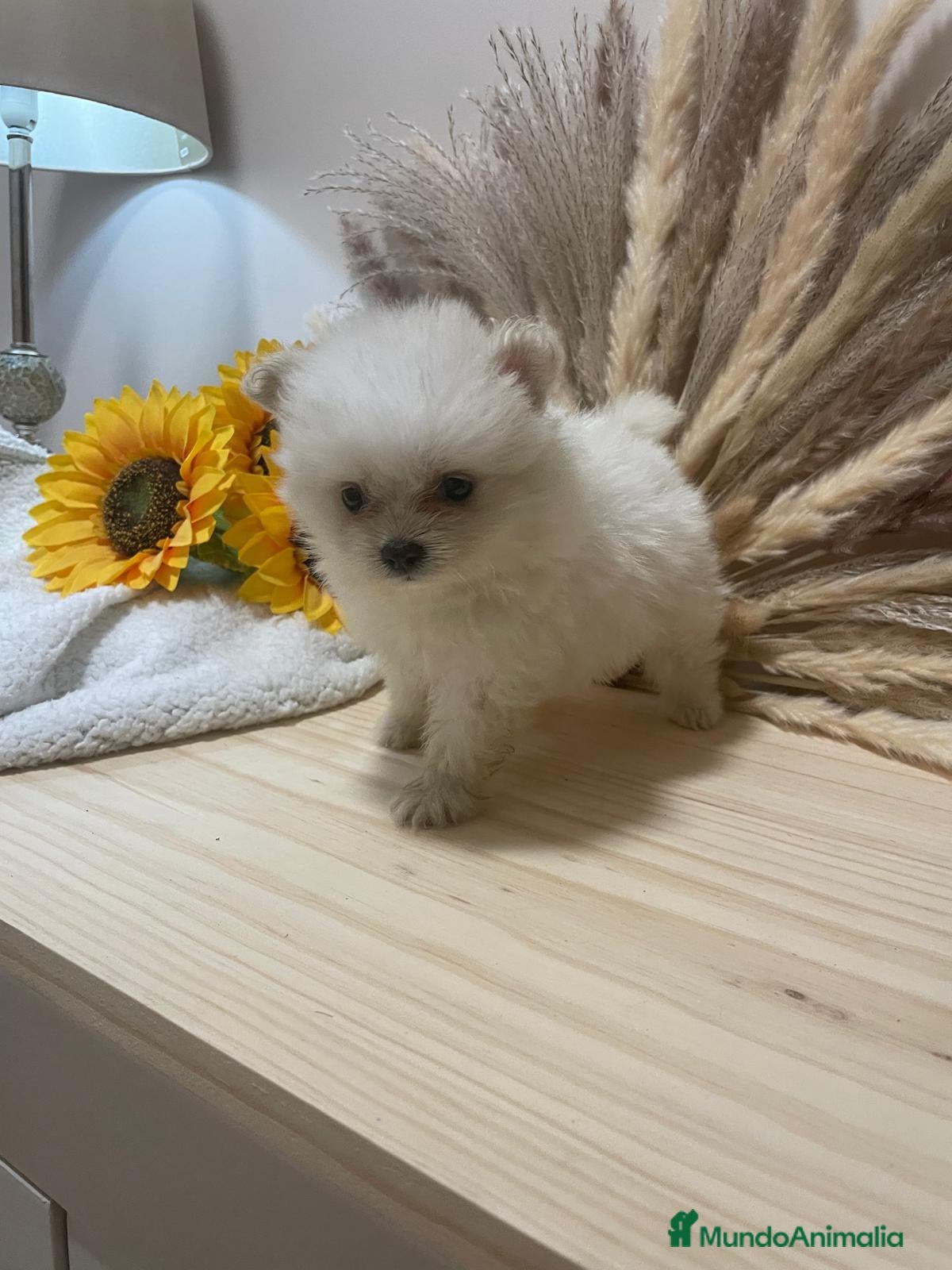 Pomerania perros en venta: pomerania  - Anuncio 2